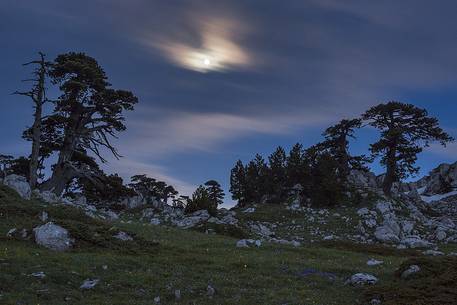 Night landscape with Leucodermis Pines.
Serra di Crispo in moonlight Night landscape with Leucodermis Pines.
Serra di Crispo in moonlight