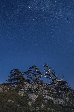 Night landscape with Leucodermis Pines. 
Serra di Crispo in moonlight