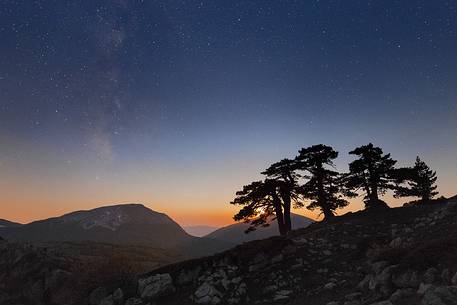 Night landscape with Leucodermis Pines. 
Serra di Crispo at moonset. Monte Pollino an the milky way in the background