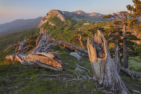 Spring landscape at Serra di Crispo with Leucodermis Pines. In the background Serra delle Ciavole