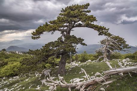 Spring landscape with Leucodermis Pines at Serra di Crispo. 
On the background an approaching storm.