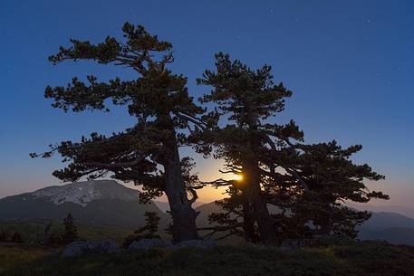 Night landscape with Leucodermis Pines. 
Serra di Crispo at moonset. Monte Pollino in the background