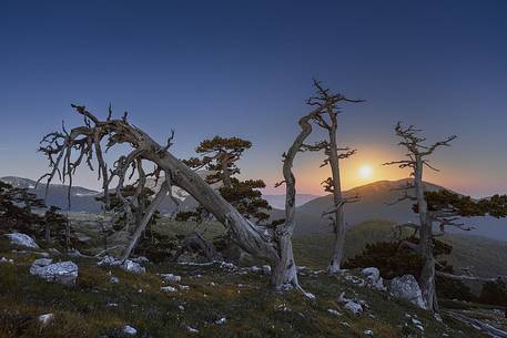 Night landscape with Leucodermis Pines. 
Serra di Crispo at moonset. Monte Pollino in the background