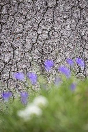 Spring detail of a Leucodermis Pine bark at Serra di Crispo. Spring detail of a Leucodermis Pine bark at Serra di Crispo.