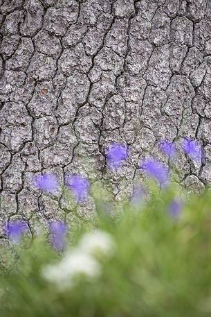 Spring detail of a Leucodermis Pine bark at Serra di Crispo.