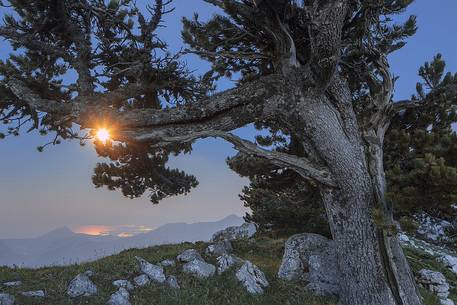 Night landscape with Leucodermis Pines. 
Serra di Crispo at moonset. Ionic Sea in the background