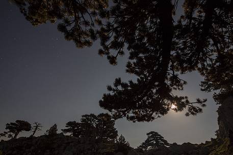 Night landscape with Leucodermis Pines. 
Serra di Crispo at moonset. 