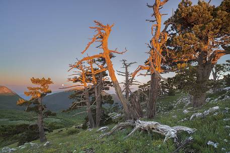 Serra di Crispo with Leucodermis Pines at sunrise. Moonset on Monte Pollino in the background