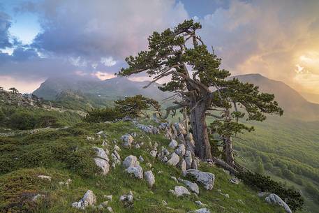 Spring landscape with Leucodermis Pines. 
On the background Monte Pollino (on the right) and Serra delle Ciavole (on the Left) and sunset after a storm.