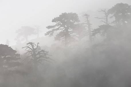 Foggy landscape with Leucodermis Pines at Serra di Crispo.