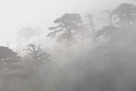 Foggy landscape with Leucodermis Pines at Serra di Crispo. Foggy landscape with Leucodermis Pines at Serra di Crispo.
