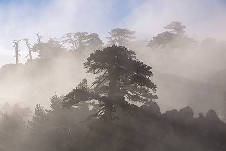 Foggy landscape with Leucodermis Pines at Serra di Crispo.