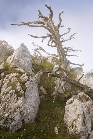 Foggy landscape with Leucodermis Pines at Serra di Crispo.