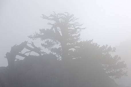 Foggy landscape with Leucodermis Pines at Serra di Crispo.