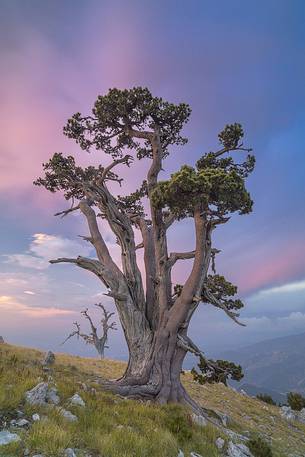 Leucodermis Pines at sunrise