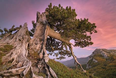 Autumnal landscape with a Leucodermis Pine in the foreground. Serra delle Ciavole in the background