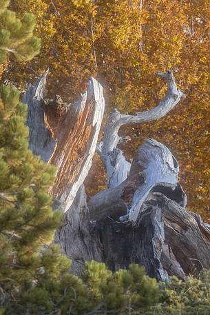 Autumnal wiev of the remainings of the oldest Leucodermis Pine in the Pollino National park, the so called 