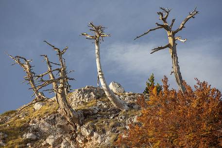 Autumnal landscape with some Leucodermis Pines