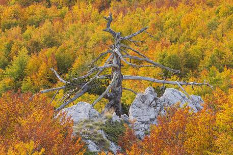 Autumnal landscape with a Leucodermis Pine.