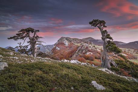 Autumnal landscape with twoLeucodermis Pines in the foreground. Serra delle Ciavole in the background