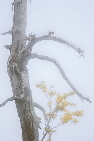 Detail of a death Leucodermis Pines in Autumn