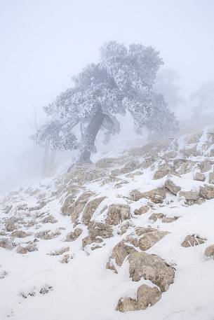 Winter landscape with some Leucodermis Pines. Pinus leucodermis are the only trees, in the Appennini mountain range, that can survive above the altitude of 2000 metres. They are tough enough to withstand the heavy snowstorm that are not rare there in wintertime.