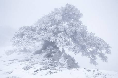 Winter landscape with some Leucodermis Pines. Pinus leucodermis are the only trees, in the Appennini mountain range, that can survive above the altitude of 2000 metres. They are tough enough to withstand the heavy snowstorm that are not rare there in wintertime.