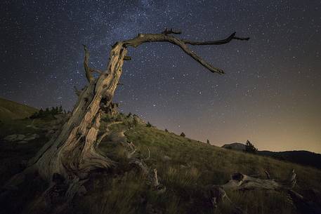 Leucodermis Pine on a starry night in the Pollino National Park.
Pinus leucodermis is widespread in the Balkan Peninsula and is present as a post-glacial relict in Southern Italy.
The oldest Italian populations of this species are located at high elevation in the mountains of Pollino range.
In 1993 the a National Park (the Pollino National Park, actually the biggest one in Italy) was founded to protect those beautiful and unique trees from anthropogenic activities.
