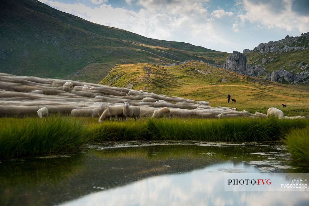 Flock of sheep on the way to Baste lake, Mondeval, dolomites, Italy