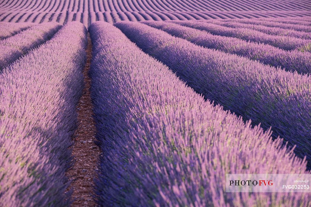 Lavander field near Valensole, Provence, France