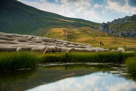 Flock of sheep on the way to Baste lake, Mondeval, dolomites, Italy