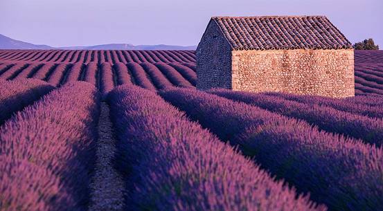 Lavander field near Valensole, Provence, France