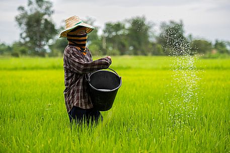 Farmer planting rice in Chiang Rai, Thailand
