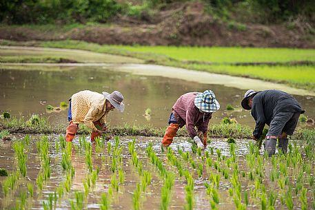 Farmers in the rice plantation in Chiang Rai, Thailand