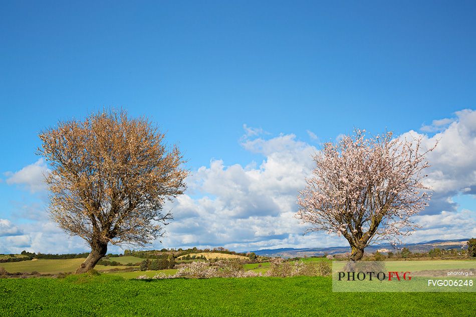 Sardinian countryside to the blossoming of spring
