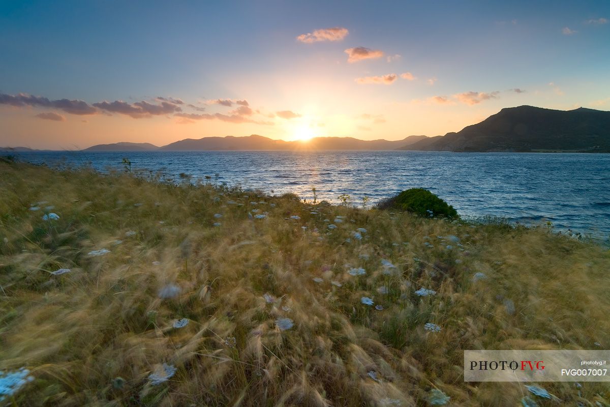 The light, the wind and the ears give movement and color at the South West coast of Sardinia, Piscinn, Sulcis-Iglesiente, Sardinia, Italy