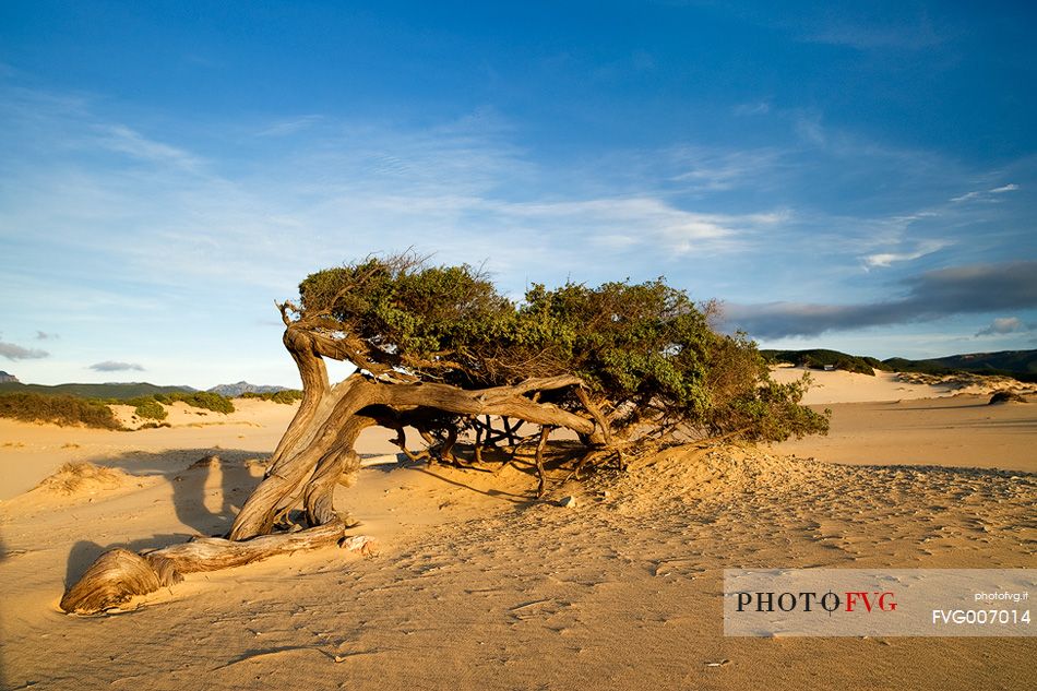 Piscinas is one of the wonders of the whole island, a desert with dunes up to sixty meters that penetrate inland for several miles and plunge into a sea blue and boundless, Arbus, Sardinia, Italy