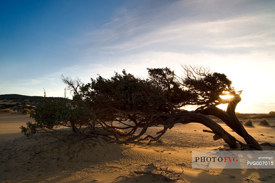 Piscinas is one of the wonders of the whole island, a desert with dunes up to sixty meters that penetrate inland for several miles and plunge into a sea blue and boundless, Arbus, Sardinia, Italy