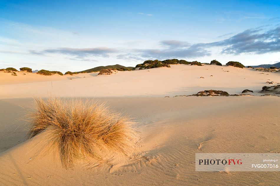 Piscinas is one of the wonders of the whole island, a desert with dunes up to sixty meters that penetrate inland for several miles and plunge into a sea blue and boundless, Arbus, Sardinia