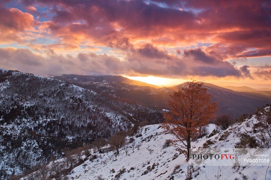 A spectacular sunset illuminates a lonely tree in the mountain range of Gennargentu.