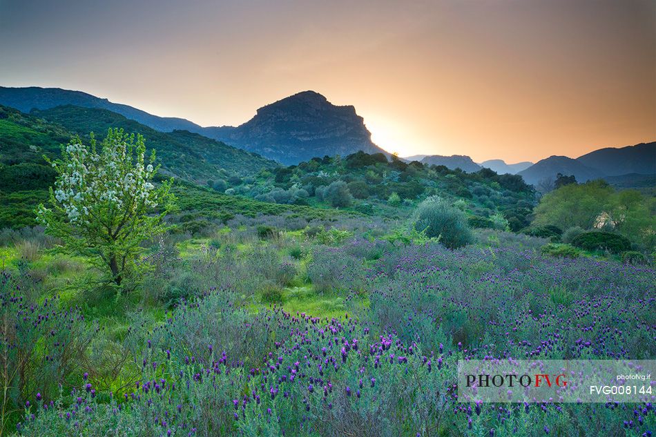 The spring blooms adorns the profile of the Monte Lora (San Vito - Sarrabus) who taken from this angle it seems the face of a sleeping woman