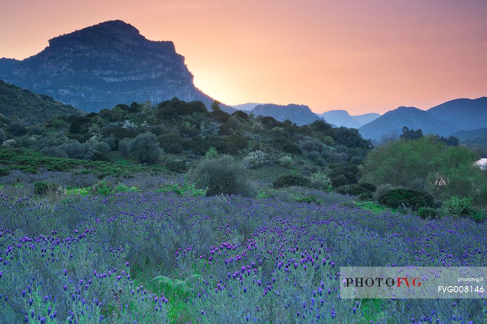 The spring blooms adorns the profile of the Monte Lora (San Vito - Sarrabus) who taken from this angle it seems the face of a sleeping woman