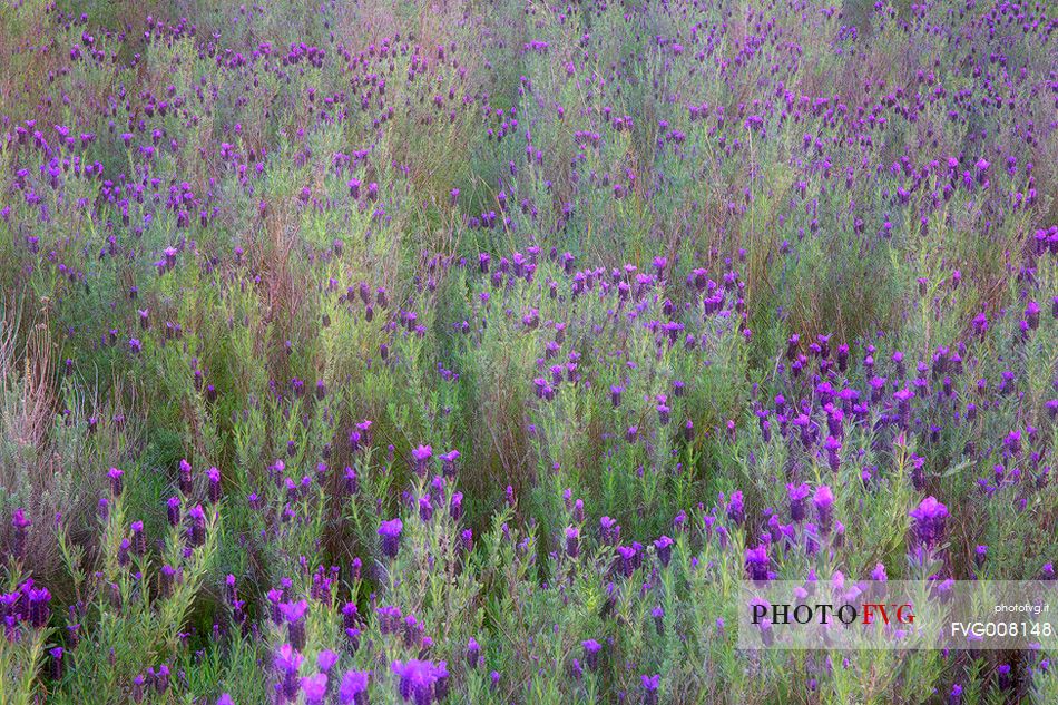 Blooms in the area of ​​Monte Lora (Sardinia - South East)