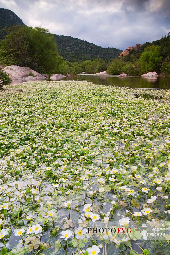 Blossoming ranunculus along the river Rio Picocca in Sarrabus (south eastern Sardinia)