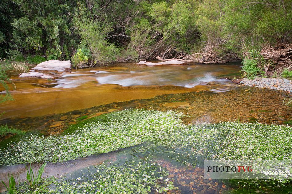 Blossoming ranunculus along the river Rio Picocca in Sarrabus (south eastern Sardinia)