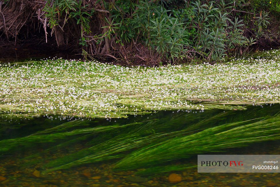 Blossoming ranunculus along the river Rio Picocca in Sarrabus (south eastern Sardinia)