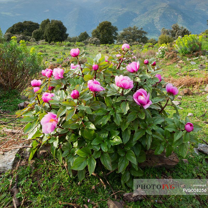 Barbagia of Seulo. One of the wildest and most fascinating region of Sardinia. In this image protagonists Peonies, which are, in spring, authentic gardens in the open