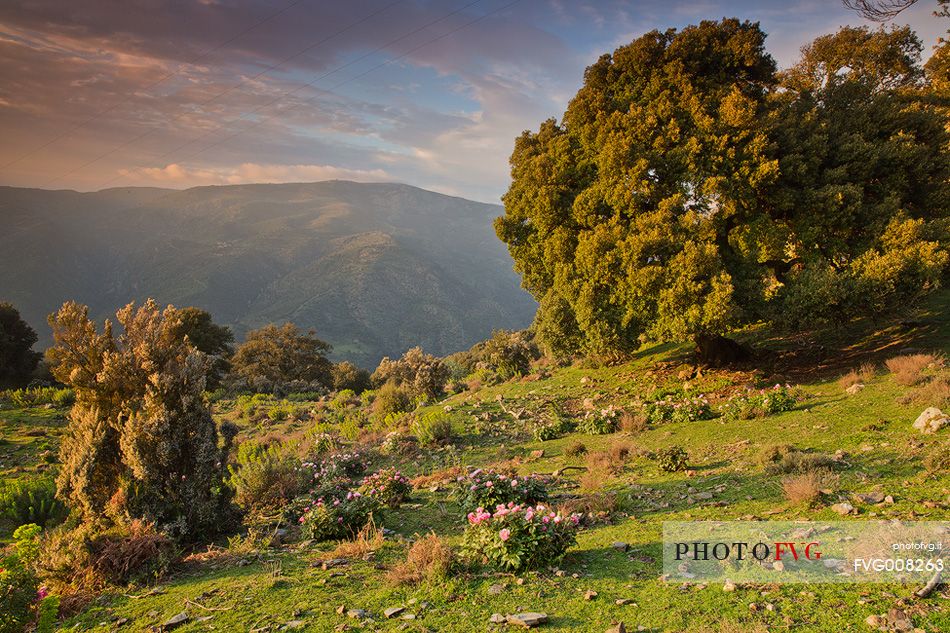 Barbagia of Seulo. One of the wildest and most fascinating region of Sardinia. In this image protagonists Peonies, which are, in spring, authentic gardens in the open