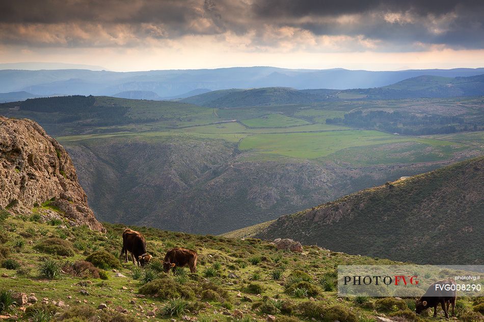 Cows grazing on Perdedu Mount in the Barbagia of Seulo. It is located in the National Park of Gennargentu and Gulf of Orosei. Barbagia di Seulo, Seulo, Cagliari, Sardegna, Sardinia, Italy, Italia
 