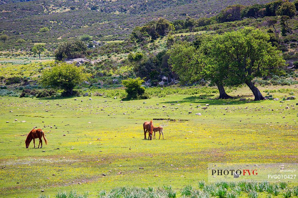 The spring in the Supramonte area